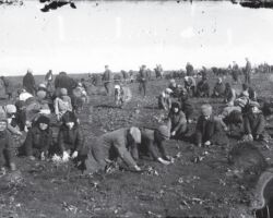 Taken in Donetsk in 1933, this Soviet staged photograph shows young children instructed to dig for any remaining potatoes from the frozen ground using their bare hands. These were collected by officials and taken away. It shows even children were expected to help to find food.